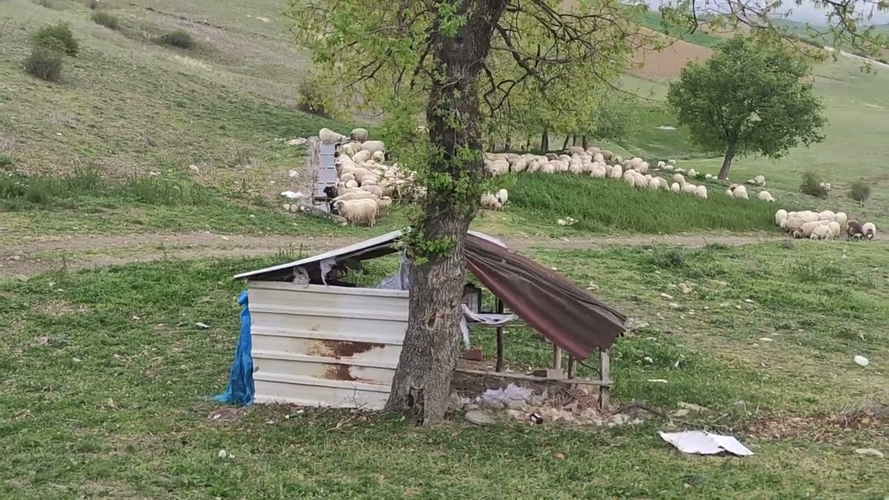 TOKAT ERBAA AKCA KÖYÜ GOLPARA MERAMİZDAYİZ SON GUNLERİMİZ