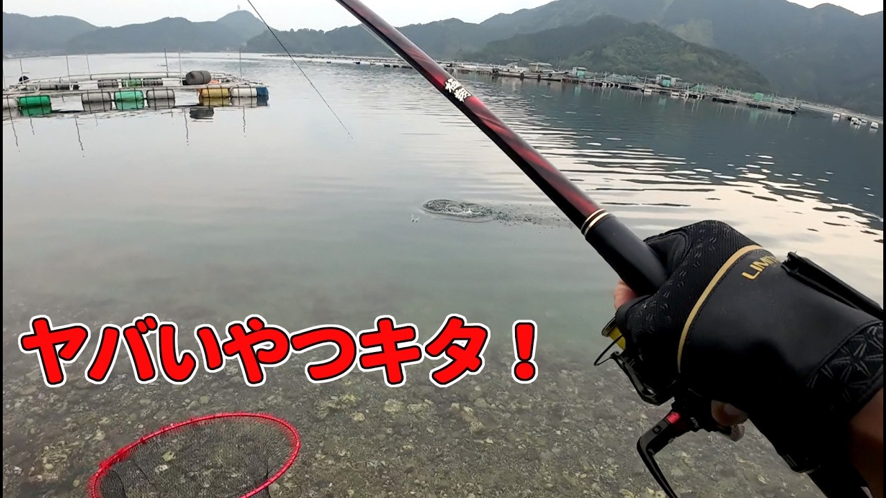 陸っぱりでチヌ狙ってたら真鯛60オーバーきた！（フカセ釣り）