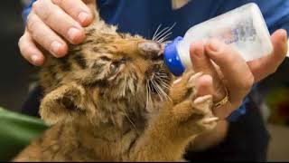 Animal Welfare Essay For Students