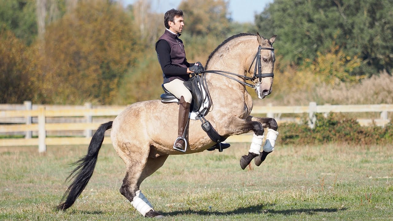 Sold !!!  SCHOOL MASTER LUSITANO