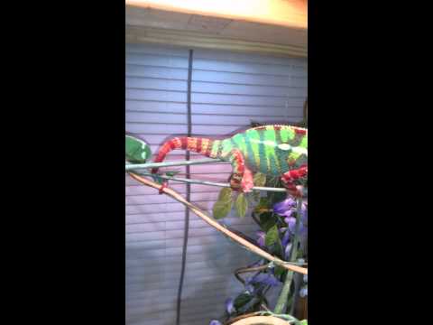 Panther Chameleon eats HUGE hornworm
