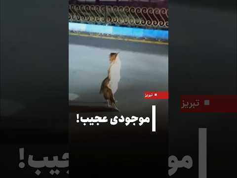 موجودی عجیب در ولیعصر تبریز یکی از مخاطبان نصر تصاویری از موجودی عجیب که شباهتی به یک پرنده خاص