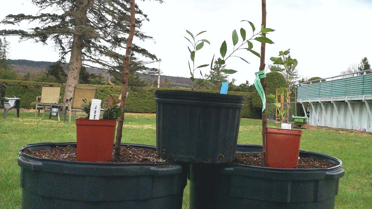 How to plant bare root trees YouTube