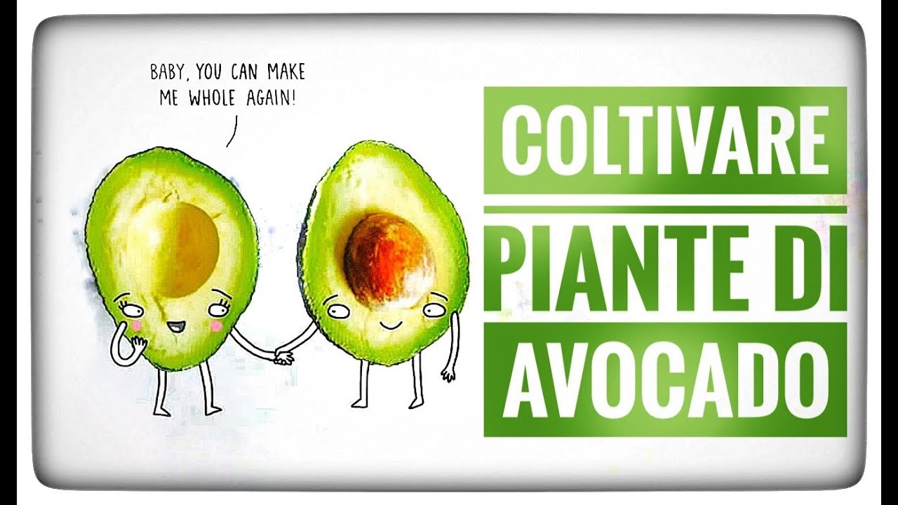 Semi di avocado| metodo classico | Serena