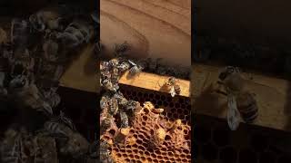 Kovanda Çok Fazla Ana Doğru Mu? - #arıcılık #bee #beekeeper #honey #beekeeping #farm