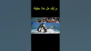 جيسيكا و الاوركا و الحقيقة كاملة جيسيكا الاوركا حوت Animals معلومات الاسد Facts 