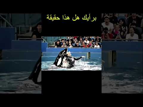 جيسيكا و الاوركا و الحقيقة كاملة جيسيكا الاوركا حوت  معلومات الاسد 