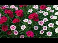 Do You Know This Flower? The Stunning Dianthus Will Blow Your Mind!
