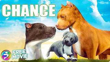 CHANCE | Full Emotional Drama Movie | Brutal world of underground dog fighting