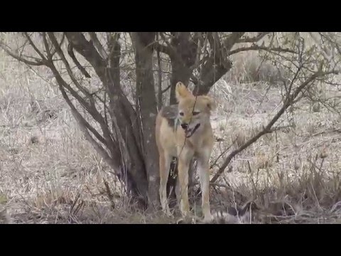 Video: Geïmporteerde Hyalomma-teken In Duitsland In