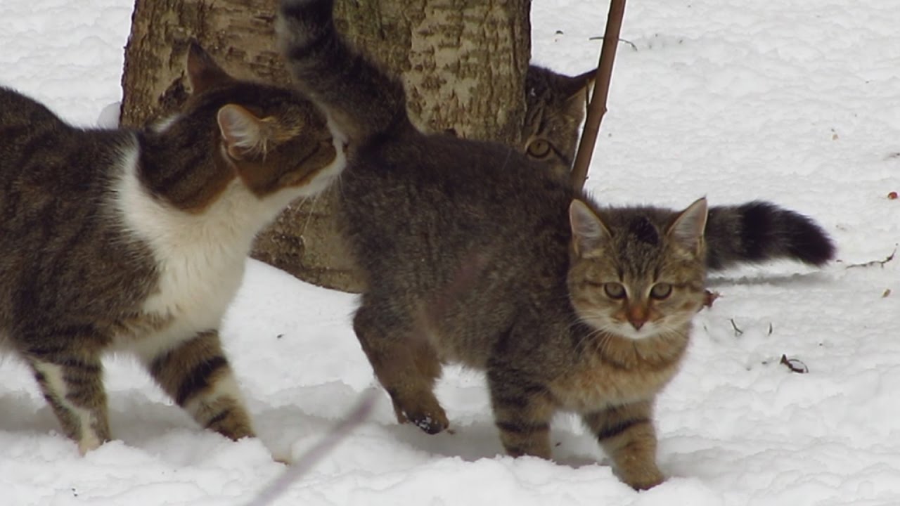  Kitten  with mother cat  and father  walking on the snow 