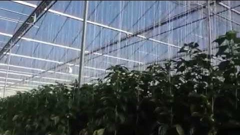 D-FUSE clear view in greenhouse