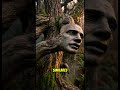 El Misterioso Bosque Donde Los Árboles Parecen Humanos #curiosidades #educativa #ciencia