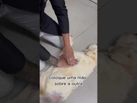 Vídeo: Como executar o CPR em seu cão