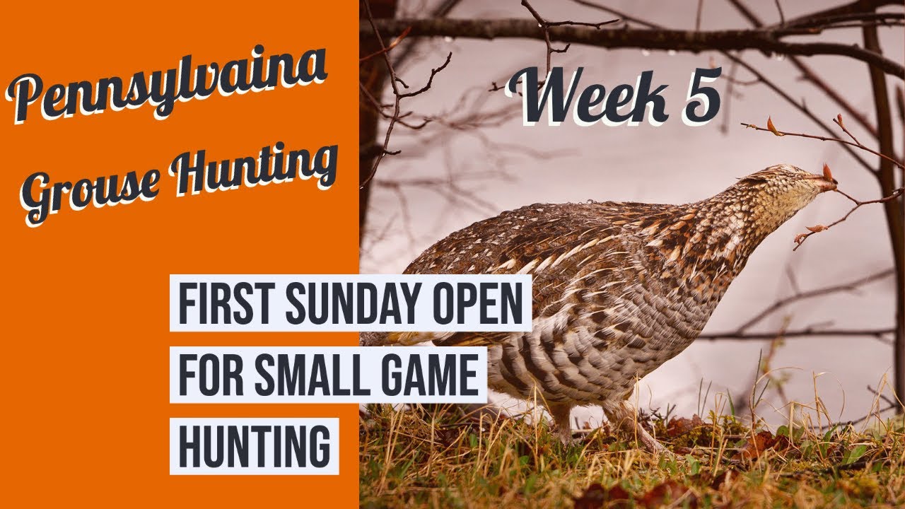 PA Grouse Hunting week 5 w/ the first Sunday Grouse Hunting opportunity