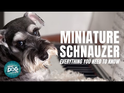 Video: Schnauzer Miniatur Saya Memiliki Penyakit Disk Intervertebral Canine