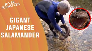 Catching A Giant Japanese Salamander | River Monsters #Shorts