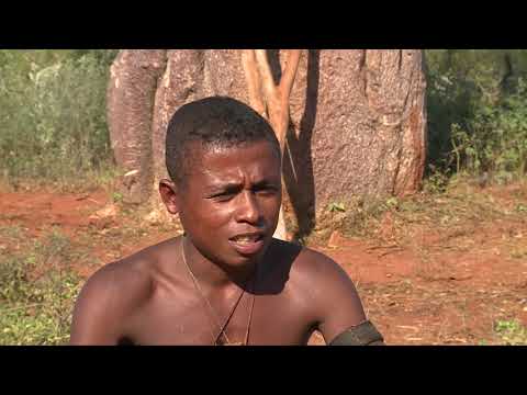 Vidéo: Reportage Photo: Avenue Du Baobab, Madagascar - Réseau Matador