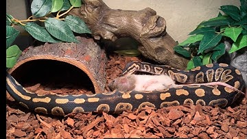 Chocolate ball python LIVE FEEDING