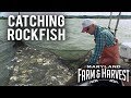 How to Catch Fish in a Pound Net | Maryland Farm & Harvest