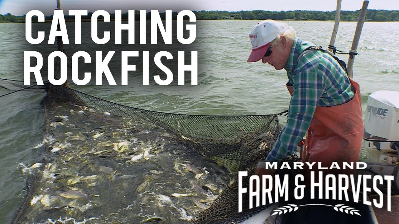 How to Catch Fish in a Pound Net  Maryland Farm & Harvest 