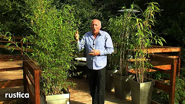 Comment entretenir un bambou nain en pot ?