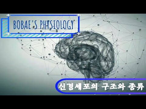 생리학 - 신경세포의 구조와 종류