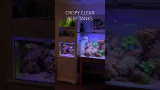 Reef Tank(KEEPING THE BACK AND SIDE GLASS CLEAN) #reeftank #nanoreeftank