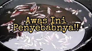 PENYEBAB UTAMA IKAN SERING MATI DAN SAKIT