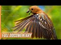 A journey through the magical wildlife of chile  full documentary