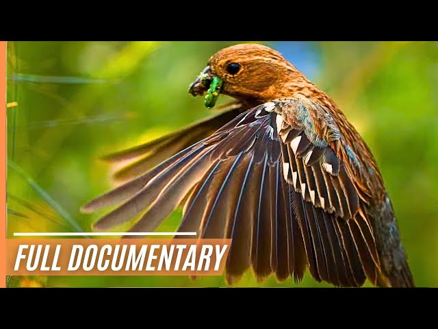 A Journey Through the Magical Wildlife of Chile | Full Documentary class=