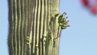 Arizonans are seeing unusual saguaro blooms | FOX 10 News