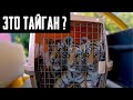 КАК ВЫГЛЯДИТ ТАЙГАН НА САМОМ ДЕЛЕ?