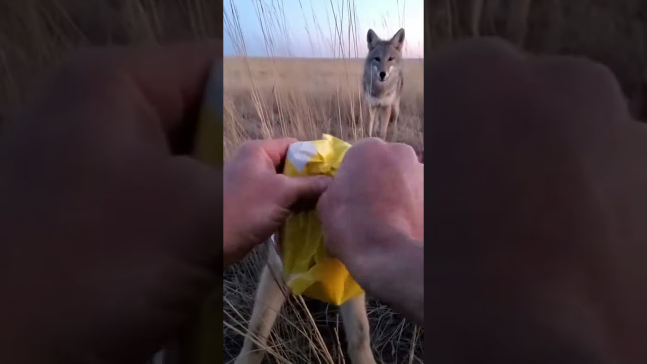 Hands tearing plastic in dusk pocket