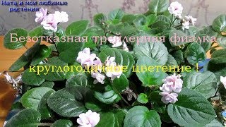 Безотказная трейлерная фиалка - круглогодичное цветение !