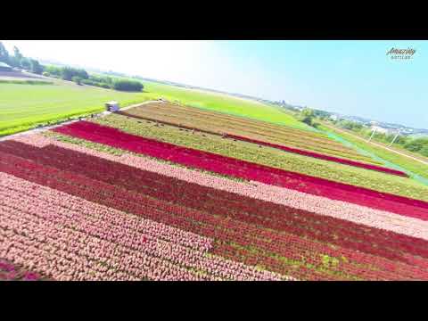 Video: Astilba (63 Fotoattēli): Ziedu Stādīšana Un Kopšana Atklātā Laukā, Slimību Apraksts. Kā Barot Augu? Audzēšanas Metodes Un Audzēšanas Iezīmes Urālos