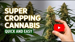 Super Cropping Cannabis Quick and Easy