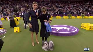 Toy Group Winner Goes To “Bono” The Havanese At The Westminster Dog Show