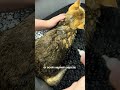 Груминг шотландского прямоухого кота Честера: шикарный уход для шикарного кота