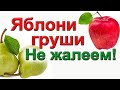 Как вырастить крупные яблоки и груши.