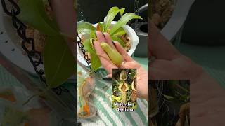 Giving my nepenthes a self watering pot so she stays hydrated in the summer heat