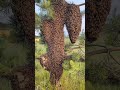 Devasa Oğul Arı - #beekeeping #arıcılık #beekeeper #honeybee