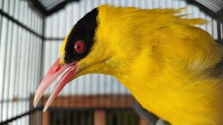 6 KELEBIHAN BURUNG KEPODANG DIBANDING BURUNG LAIN, PEMULA WAJIB TAHU❗