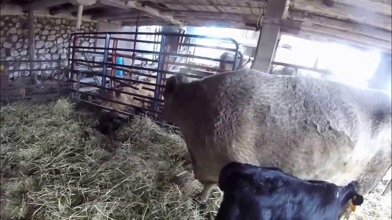 Cow learning to adopt a calf YouTube