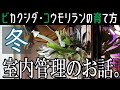 ［初心者向け］冬のビカクシダ・コウモリラン室内管理の育て方　観葉植物/管理方法/水やり