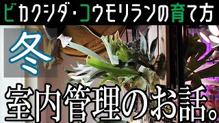 ［初心者向け］冬のビカクシダ・コウモリラン室内管理の育て方　観葉植物/管理方法/水やり