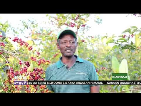 BUNA AANAA HAMBALLAA WAAMANNAA