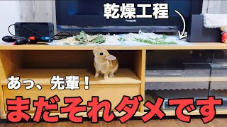 うさぎ飼いの末路！？可愛い先輩に振り向いて欲しくて野菜をひたすら乾燥させる男 #681