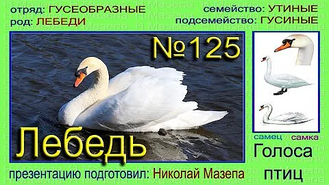 Лебедь. Коскороба. Голоса птиц