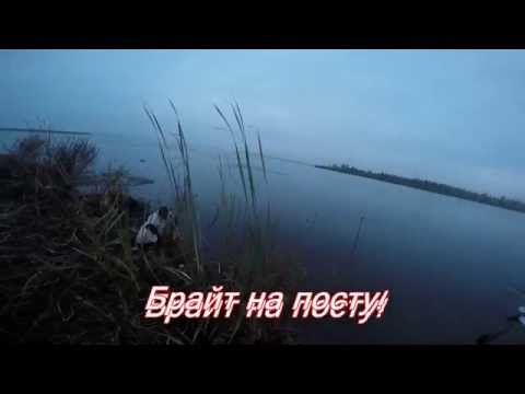 Работа английского спрингер спаниеля. Охота на утку №42.